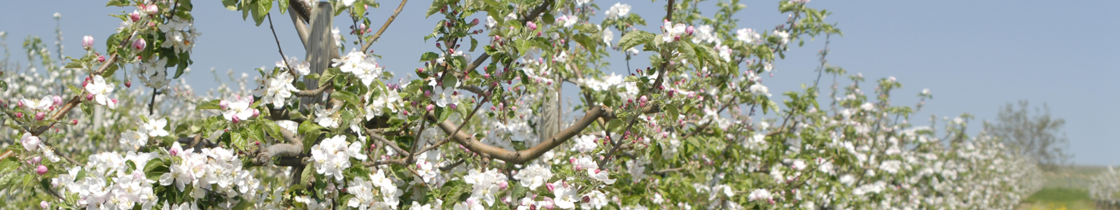 Blühende Obstbäume © Dienstleistungszentren Ländlicher Raum